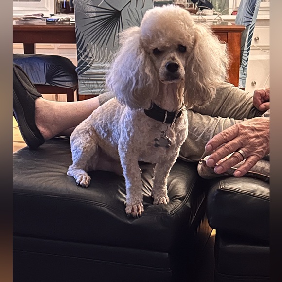 Meet your Posher, Laura - Picture 9 of 12